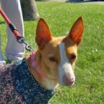 Podenco Lord, 11/2020, ca. 35 cm