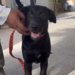 Labradormischling Luna, 06/2022, 40-50 cm