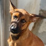 Mischling Mayhem, 06/2022, ca 45-55 cm