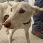 Podenco Michael, 11/2022, ca. 40 cm