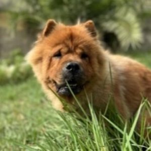 Chow Chow Nube, 05/2015, 52 cm