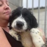 Mischling Oder, 08/2022, ca. 55 cm