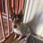 Chihuahua- Pinscher Mischling Pepper, 04/2021, ca. 20 cm