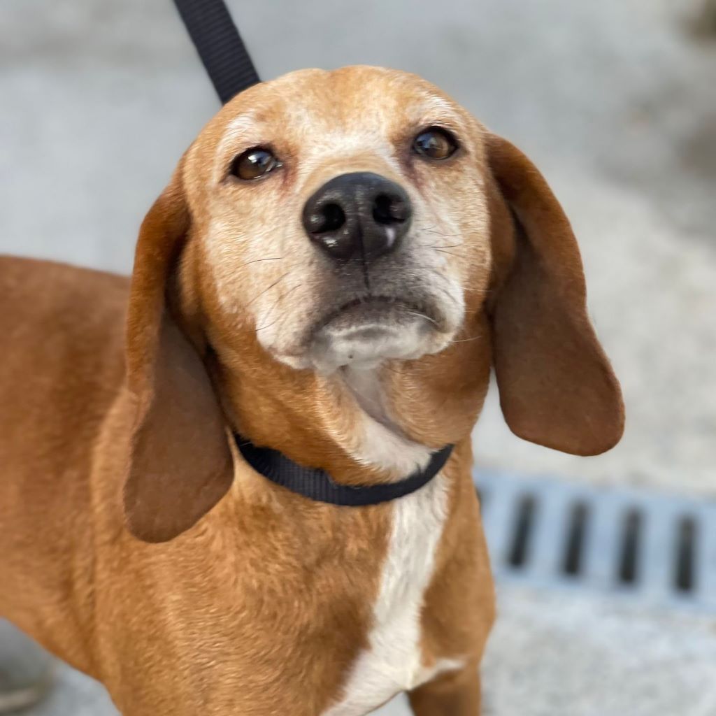 Beagle Mischling Pina, 04/2019, 38 cm
