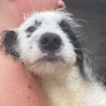 Spanischer Wasserhund Mischling Saale, 07/2022, ca.50-55 cm