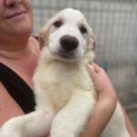 Mischling Weser, 08/2022, ca. 55 cm