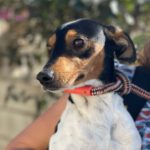 Bodeguero Wilbur, 01/2020, ca. 40 cm