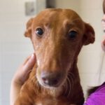 Podenco Maneto Estrella, 03/2012, ca. 35 cm