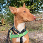 Podenco Acorn, 07/2017, 45 cm, 15741 Bestesee