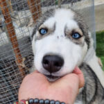 Sibirian Husky Inuki, 08/2022, Endgröße ca. 55 cm