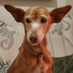 Podenco Maneto Yamira, 08/2012, ca. 33 cm, 50735 Köln