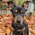 Mischling Pablo, ca. 06/2022, ca. 40cm, 61381 Friedrichsdorf