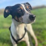 Bodeguero Pavia, ca. 07/2019, 35 cm, 34281 Gudensberg