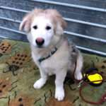 Husky Golden Retriever Mischling Silver, 07/2022, Endgröße ca. 60 cm, 20255 Hamburg