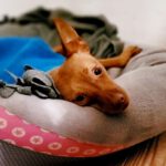 Podenco Kimchi, 01/2022, ca. 30 cm, 52152 Simmerath