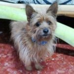 Yorkshire Terrier Dino, 04/2021, ca. 25 cm