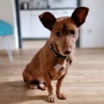 Podenco Maneto Canela, 06/2015, ca. 30 cm, 52152 Simmerath