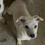 Mischling Willi 09/2022, ca. 55 cm