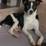 Bodeguero Mischling Wilson, 12/2019, ca. 38 cm, 45143 Essen