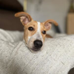 Mischling Sky, 06/2022, Endgröße ca. 45 cm, 21465 Reinbek