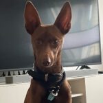 Podenco Fideo, 01/2022, ca. 50 cm, 33175 Bad Lippspringe