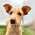 Podenco Pakiki, 06/2022, ca. 34cm