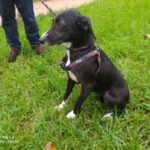 Mischling Negrita, 05/2022, ca. 50 cm