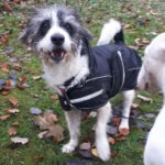 Mischling Lucky, 12/2010, ca. 35 cm, 30519 Hannover