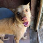 Podenco Mischling Trio, 11/2021, ca. 48 cm