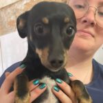 Zwergpinscher Mischling Amber, 06/2022, ca. 30 cm