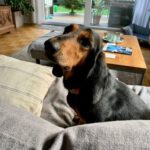 Bracke Avelina, 01/2017, ca. 45 cm, 61352 Bad Homburg