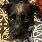 Mischling Blade, 04/2022, ca. 55 cm, 12159 Berlin