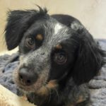 Mischling Bobi, 01/2019, ca. 35 cm