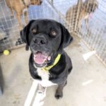 Labrador Mischling Boquerón, 01/2018, ca. 70 cm