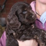 Flatdoodle Mischling Bruno, 09/2022, ca. 55 cm, 61191 Rosbach vor der Höhe