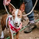 Podenco Buddy, 11/2021, ca. 32 cm