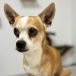 Chihuahua Champ, 05/2013, ca. 31 cm