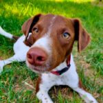 Mischling Coco, 12/2021, ca. 46 cm