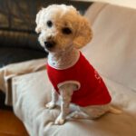 Bichon Malteser Daisy, 10/2012, 25 cm, 25462 Rellingen