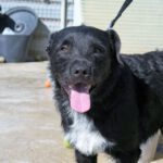 Mischling Danko, 08/2020, ca. 60 cm