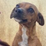 Pinscher Mischling Dolly, 06/2021, ca. 30 cm