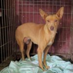 Podenco Elise, 10/2017, ca. 45 cm