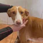 Podenco Fifi, 04/2022, ca. 48 cm