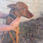 Podenco Mischling Foxy, 05/2021, ca. 33 cm