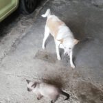 Mischling Gara, 01/2016, ca. 40 cm