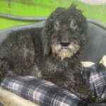 Spanischer Wasserhund Garibaldi, 04/2015, ca. 50 cm