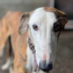 Galgo Espanol Granino, 06/2019, ca. 70 cm