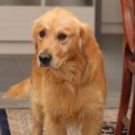 Golden Retriever Haribo, 11/2017, ca. 60 cm, 21224 Rosengarten 