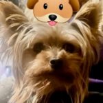 Mini Yorkshire Terrier Holly, 02/2020, 69257 Wiesenbach