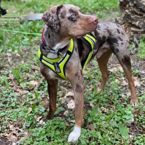 Catahoula Leopard Dog Hutch, 09/2019, ca. 55 cm, 06184 Kabelsketal